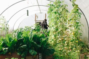Cum să construiești o seră de grădină cu buget redus: 3 sfaturi